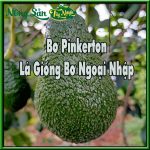 Bo-Pinkerton-la-giong-bo-ngoai-nhap