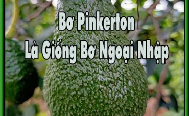 Bo-Pinkerton-la-giong-bo-ngoai-nhap-3d6qu23b1n6dzkpey1kuf4.jpg