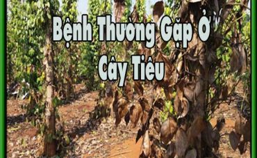 benh-thuong-gap-o-cay-tieu-3d6pao5vwmv41qgnmkpnnk.jpg